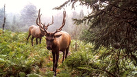Trail Cam Elk